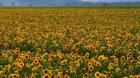  Aerial video footage of a field with sunflowers. Top view. Yellow flowers. Oil production. Drone video 4k footage