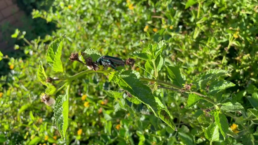 Green beetle sitting on a plant. Camera zooms in to see the insect up close.