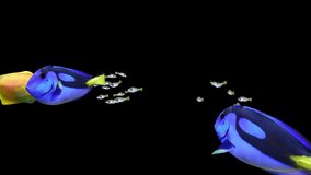 FISH Animation, Fish Swim Green Screen Video, 3D Animation, Underwater, Single and Group, Group of fish with blue and yellow tang close up