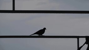4k video. Silhouette of a single dove, dove bird walking on pipe at roof during overcast weather.