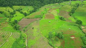 Drone flying over green rice terraces field in countryside in Pa pong piang rice terraces, Chiang Mai, Northern Thailand. farmlands of rural asia. rice cultivation industry. 4k
