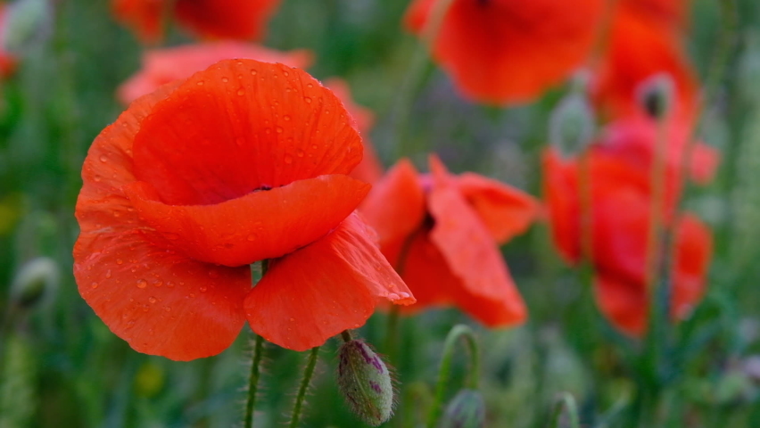 Flowering poppy close-up. Poppy flower close-up. Poppy blossom with drops close-up Royalty-Free Stock Footage #1093431713