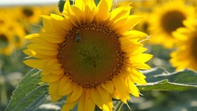 Sunflower bee close-up. The honey bee collects nectar from bright yellow flowers. Summer atmospheric background. The concept of honey production, agriculture, sunflower cultivation for oil production