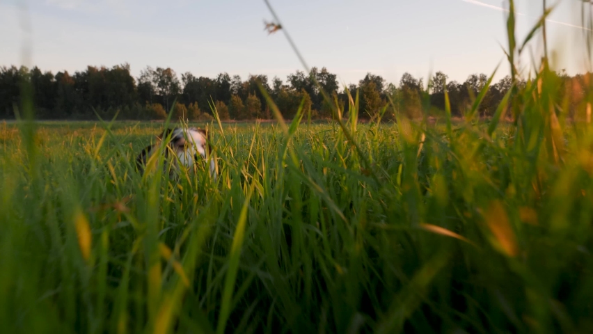 A dog runs at camera through the grass at sunset. Slow motion video. Green grass around and forest in distance. No people. Concept of pets in nature.  Royalty-Free Stock Footage #1093438233