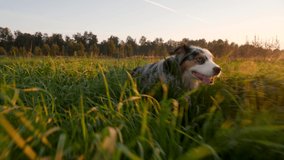 A dog runs at camera through the grass at sunset. Slow motion video. Green grass around and forest in distance. No people. Concept of pets in nature. 