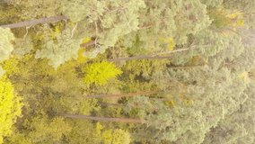 Vertical video of trees in the forest in autumn