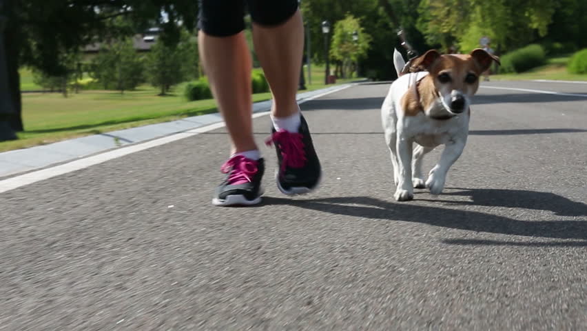 Young girl legs jogging with dog Jack russel terrier running alongside. Video footage. Live Camera. The dog following camera
