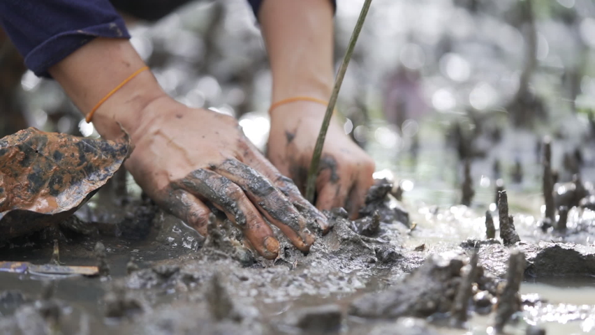 Close up hands planting tree mangrove forest. Muddy seas in mangrove forests are abundant. Close up plant tree grow. breed trees fall,nature plant a tree rain forest.  | Shutterstock HD Video #1093458667