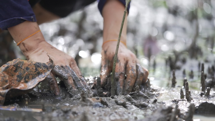 Close up hands planting tree mangrove forest. Muddy seas in mangrove forests are abundant. Close up plant tree grow. breed trees fall,nature plant a tree rain forest.  Royalty-Free Stock Footage #1093458667