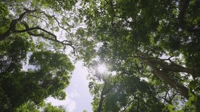 silhouettes of trees. Bottom view trees forest Low angle view fresh lush green spring sun shining through leaves blue sky and clouds. 4k copy space. no people - Powered by Shutterstock - Get 15% off with code: PIKWIZARD15