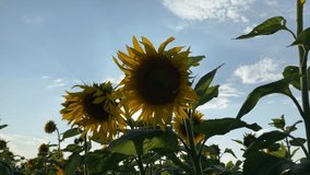 4k video of fields with sunflowers swaying in the wind in the rays of the sun