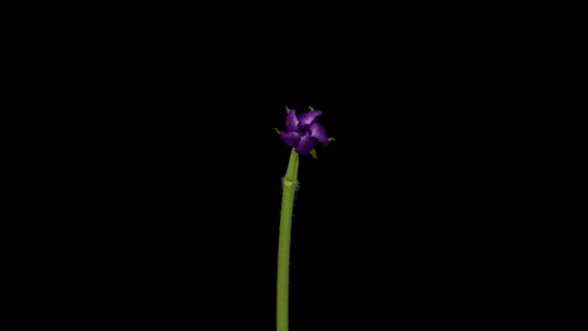 Time-lapse of growing Vinca minor or periwinkle. Violet vinca flowers blooming on black background