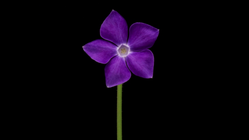 Time-lapse of growing Vinca minor or periwinkle. Violet vinca flowers blooming on black background