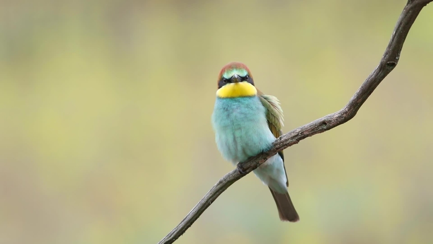 European bee-eater, Merops apiaster. A young bird sits on a branch against a beautiful background