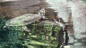 Turtle underwater. The world of animals. 4K background video clip. 4k stock footage.