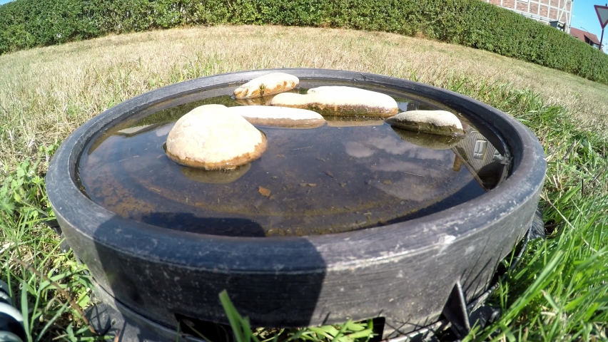 sparrows at a bird bath