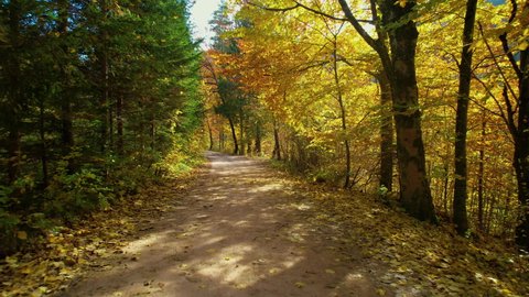 Moving Along Forest Path Under Trees Stock Footage Video (100% Royalty ...