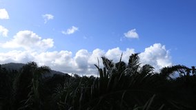 Time lapse clouds movement on blue sky over green mountain and  palm tree  forest, Nature and Environment, Video 4K