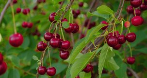 Close-up of ripe red sour cherries on a branch of a cherry tree. Growing organic food. Macro footage. Plantation of fruit trees. Orchard. Summer harvest. Juicy fresh eco raw berries. Rural scene.
