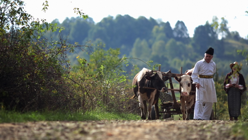 Romanian peasants go by oxcart 12