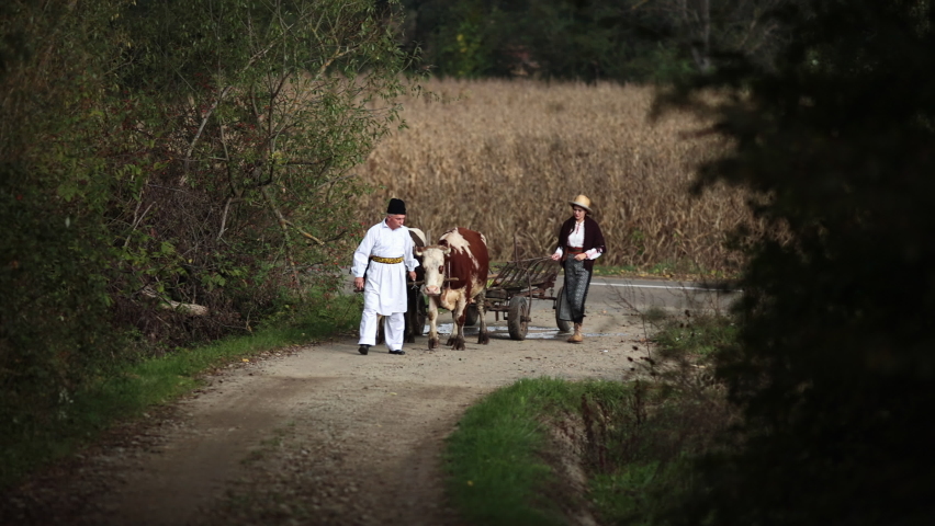 Romanian peasants go by oxcart 1