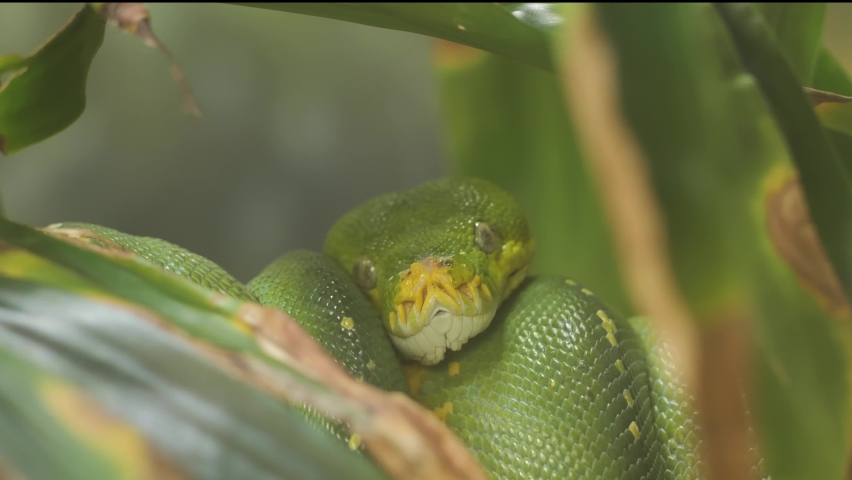 The green tree python (Morelia viridis). The species is native to New Guinea, some islands in Indonesia, and the Cape York Peninsula in Australia. 