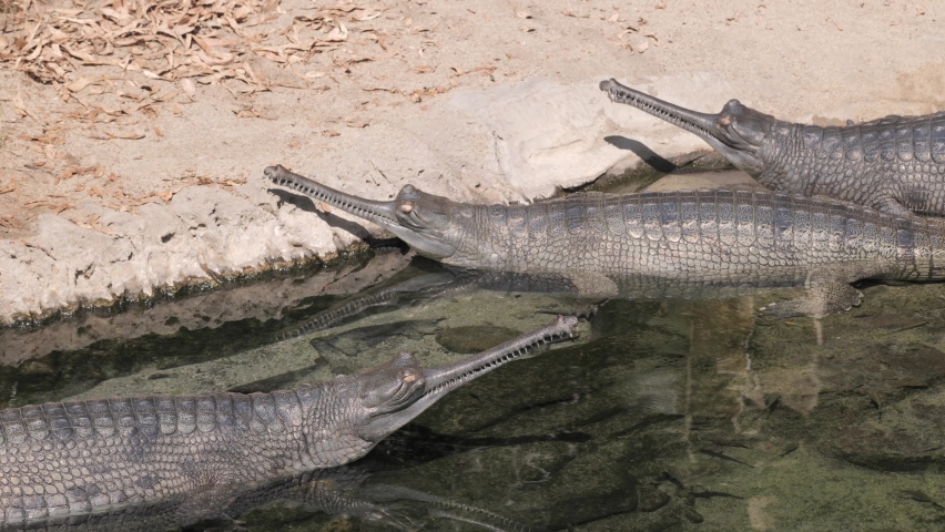 The gharial or gavial (Gavialis gangeticus), large reptile that lives in the water and feeds on fish. It differs from crocodiles in its thin snout. Inhabits the wetlands of the  Hindustan Peninsula.