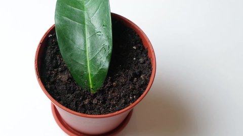 Planted Pot Earth Cuttings Houseplant Jasmine Stock Footage Video (100%