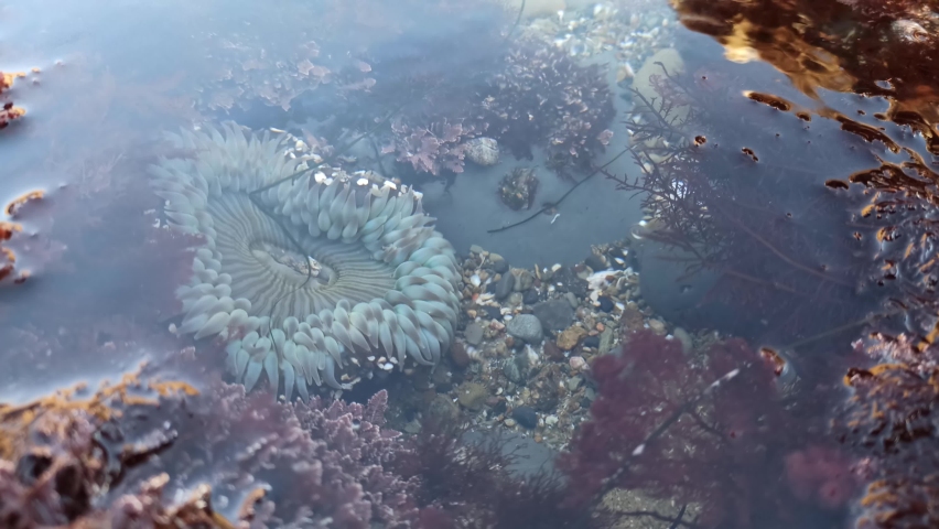 Mediterranean Sea Tide Pool