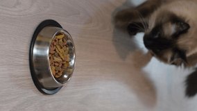 cute blue-eyed cat eating feed from a metal bowl at home while being stroked by a hand, vertical video