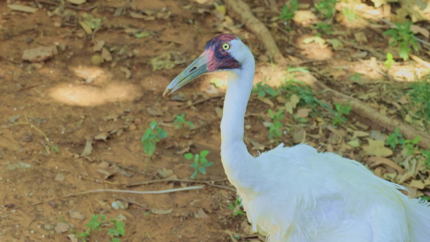 Close up shot of Whooping crane at Oklahoma