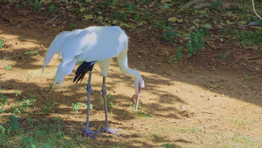 Close up shot of Whooping crane at Oklahoma