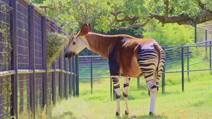 Close up shot of Okapi eating grass at Oklahoma | Shutterstock HD Video #1093503361