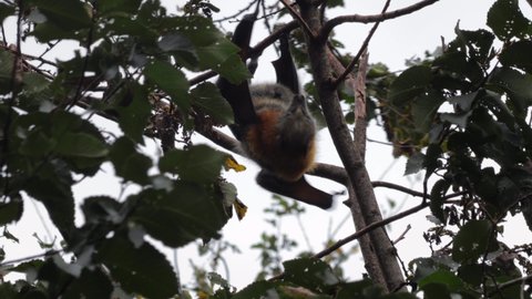 Fruit Bat Flying Fox Hanging Upside Stock Footage Video (100% Royalty ...