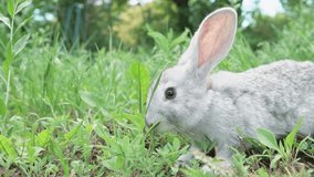 cute fluffy light gray easter bunny sits on a green meadow in sunny weather, close-up. Portrait of a domestic tame rabbit. Easter concept - Powered by Shutterstock - Get 15% off with code: PIKWIZARD15