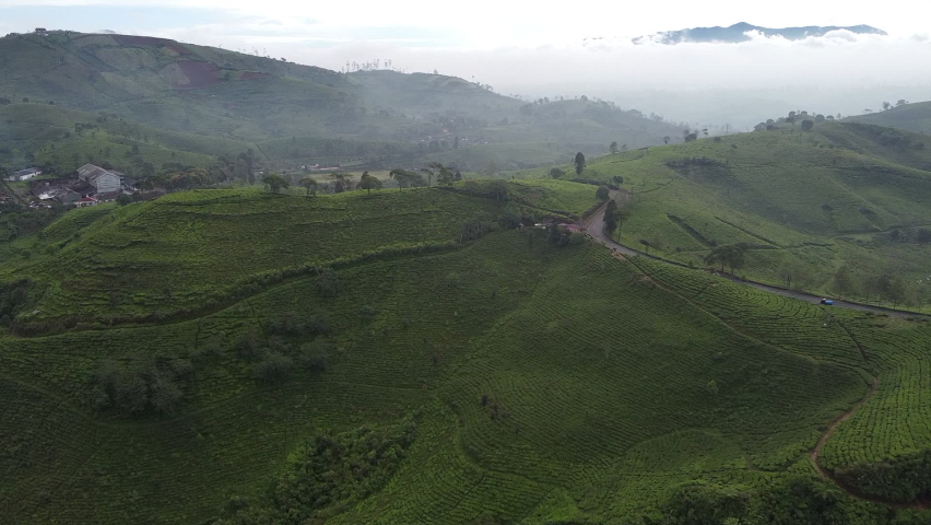 Tea Plantation on Pangalengan Have a beautiful view in The Morning, it is a Beautifu Place for Relaxing.