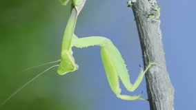 VERTICAL VIDEO: Closeup of Green praying mantis hangs swaying under tree branch and looks at on camera on green grass and blue sky background. Transcaucasian tree mantis (Hierodula transcaucasica)