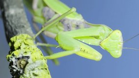 VERTICAL VIDEO: Closeup of Green praying mantis sits swaying on tree branch and looking at on camera on green grass and blue sky background. Transcaucasian tree mantis (Hierodula transcaucasica)