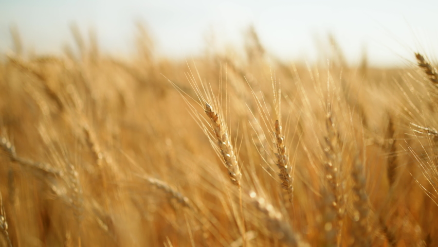 golden wheat ears are swaying by wind, closeup view in agricultural field in summer day, growing cereals Royalty-Free Stock Footage #1093521753