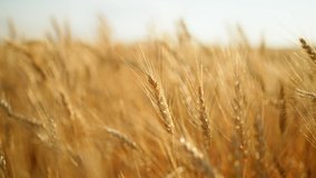 golden wheat ears are swaying by wind, closeup view in agricultural field in summer day, growing cereals - Powered by Shutterstock - Get 15% off with code: PIKWIZARD15