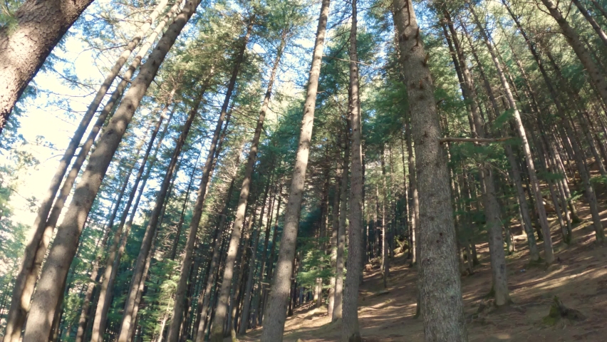 4K Wide angle shot of pine trees in the forest on mountains at Manali in Himachal Pradesh, India. Forest made out of long pine trees on top of the mountain. Natural forest background during day. | Shutterstock HD Video #1093521899