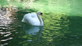 Beautiful white swan with fluffy wings floating on the lake in the park on a sunny day. Animals, birds and wildlife, travel and vacation concept. Slow motion