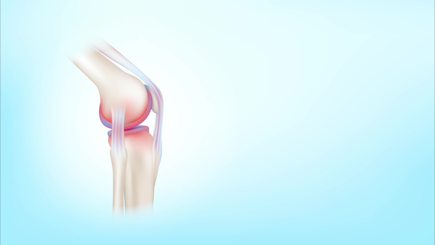 Vitamins and minerals absorbed into the bone cartilage. Human skeleton anatomy model on green screen background. Care bone knee joint. Can be used in food advertising media. Motion Graphic 4K video. | Shutterstock HD Video #1093530237
