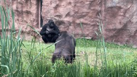 Two gorillas on green grass. Stock video clip. 4K.