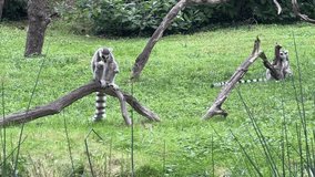 Amazingly beautiful and cute lemurs. Lemurs eat and watch. Stock video clip. 4K