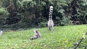 Amazingly beautiful and cute lemurs. Lemur with raised tail. Stock video clip. 4K
