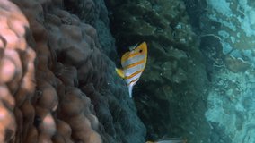 Pair of copperband butterflyfish or chelmon rostratus fish with long nose in sea. Marine life. Beautiful colorful yellow striped fish swimming among tropical corals. Sea wildlife. Underwater video.