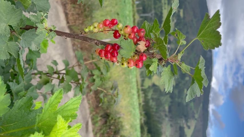 Ripe red currant plant on branch shaken by the wind. Vertical video. Rural scene.