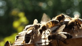 Bees in evening rays of sun.
Video for relaxation. Warm tones and slow strokes of the wings of insects act soothingly.
