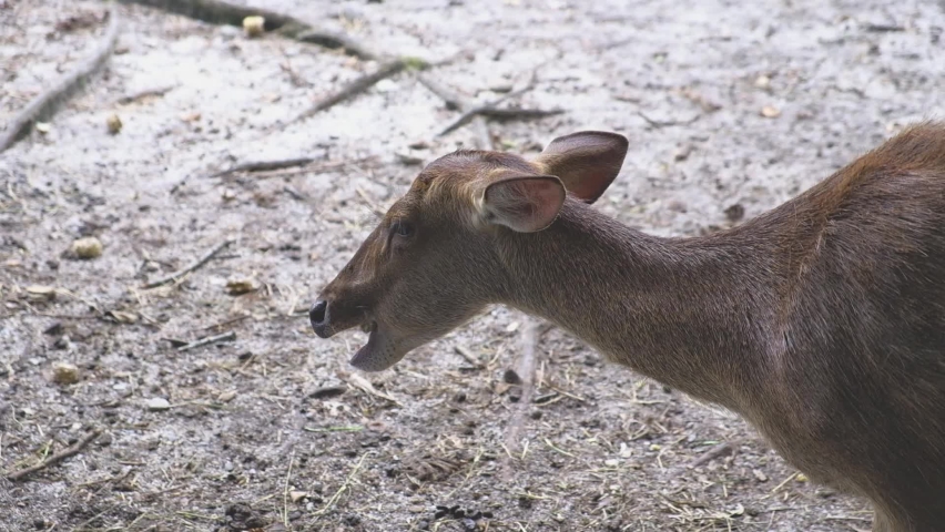 The deer are chewing on the food that is in their mouths.